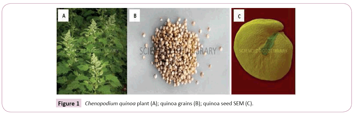 nutraceuticals-Chenopodium-quinoa