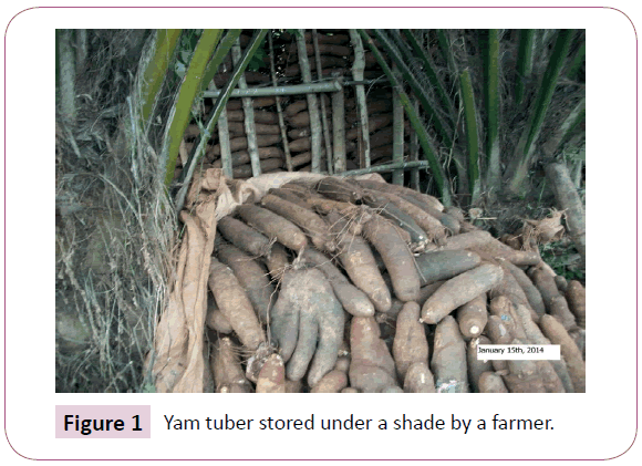 nutraceuticals-Yam-tuber